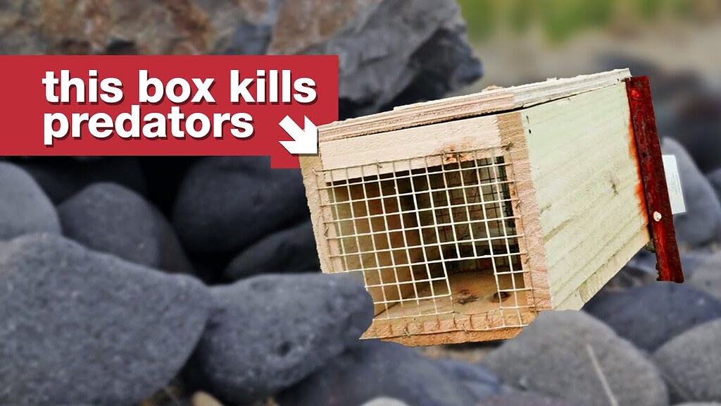 eradicating-invasive-predators-in-new-zealand-context-scanalyst