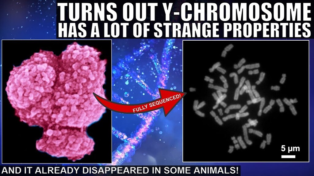 The Human Y Chromosome: Small, Strange, and Possibly Disappearing ...