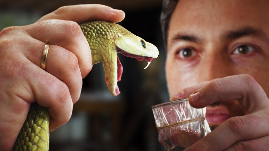 Milking Snakes and Horse Antibodies—Making Antivenom Tracking with Closeups Scanalyst