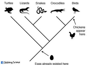 sketchingscience-chicken-or-egg-evolution