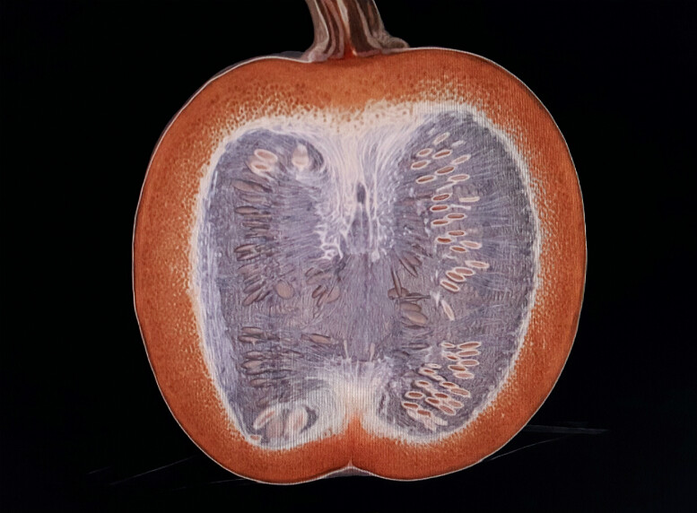 CT Scan of a Pumpkin