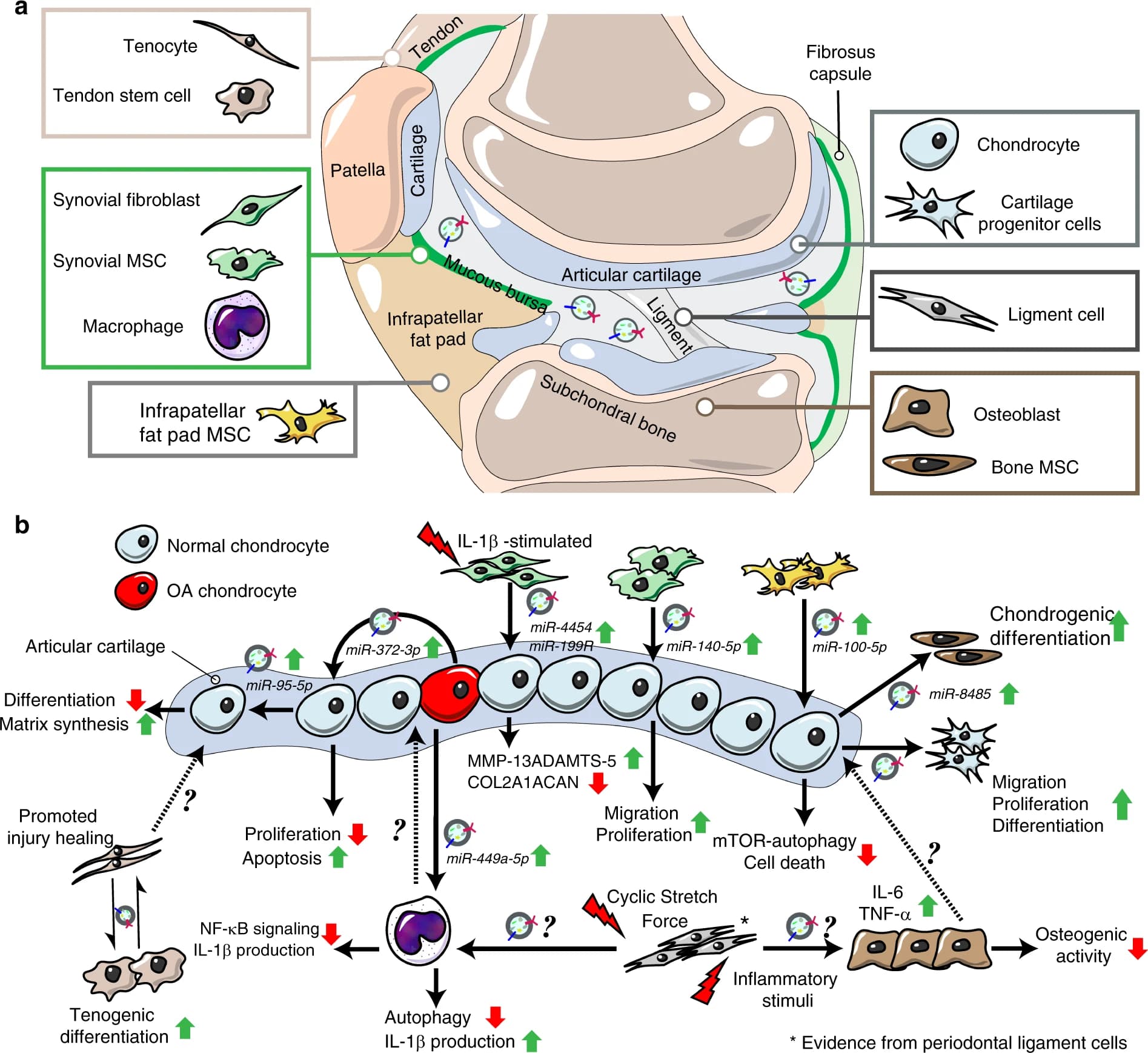 Exocyte_41413_2020_100_Fig2_HTML