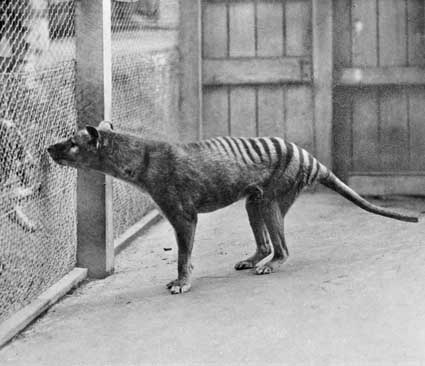 global city definition tasmanian tiger