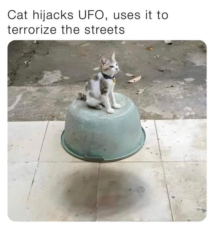 cat hijacks ufo
